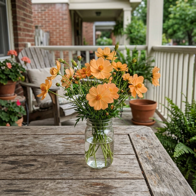 Fresh 100 Apricot Cosmos Seeds for Home Gardening - Cut Flower Arrangements, Long Lasting Patio Blooms, for Home Garden