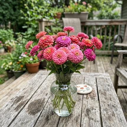 100 Pompon Pink Zinnia Seeds Nature Inspired Landscape - Beginner Friendly Planting, Fast Growing