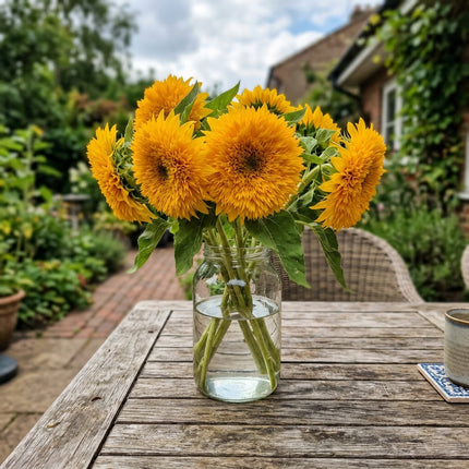 100 Count Classic Golden Teddy Bear Sunflower Seeds - Stunning Yard Decor, Easy to Grow, Drought Tolerant