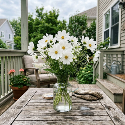100 White Cosmos Seeds for Planting - Stunning Yard Decor, Beautiful Perennial Flowers