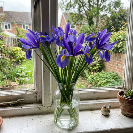 Fresh 50 Dutch Blue Iris Seeds for Home Gardening - Fast Growing, Long Lasting Patio Blooms, Nature Inspired Landscape