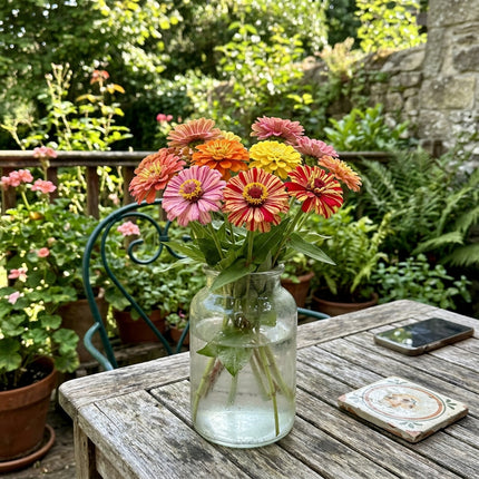 100 Striped Zinnia Seeds Nature Inspired Landscape - Premium Heirloom Seeds, Vibrant Floral Display