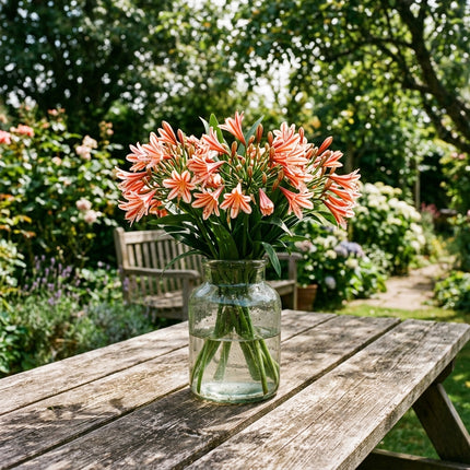50 Striped Red African Lily Seeds Heirloom Floral Blooms - Stunning Yard Decor, Cut Flower Arrangements