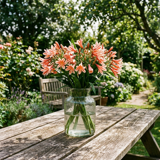 50 Striped Red African Lily Seeds Heirloom Floral Blooms - Stunning Yard Decor, Cut Flower Arrangements