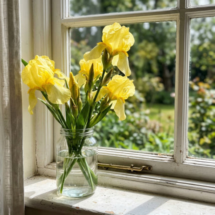 Fresh 50 Bearded Yellow Iris Seeds for Home Gardening - Vibrant Floral Display, Long Lasting Patio Blooms, Easy to Grow