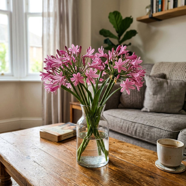 50 Pink African Lily Seeds for Planting - Premium Heirloom Pink African Lily Seeds for Home Garden