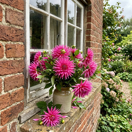 Breathtaking 50 Dahlia Flower Seeds, Cactus Pink - Beautiful Perennial Flowers, Heirloom Floral Blooms, Beginner Friendly Planting