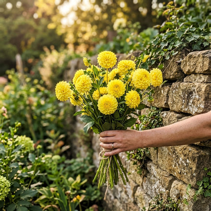 Fresh 50 Pompon Yellow Dahlia Seeds for Home Gardening - Drought Tolerant, Stunning Yard Decor, Heirloom Floral Blooms