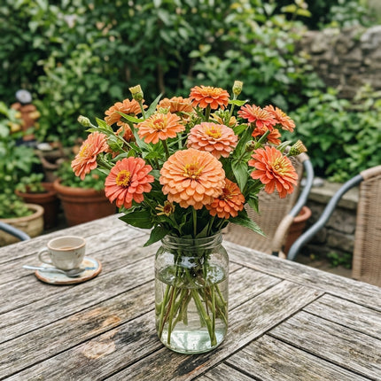 Vibrant 100 Zinnia Flower Seeds, Peach - Fast Growing, Outdoor Patio Decor, Long Lasting Patio Blooms
