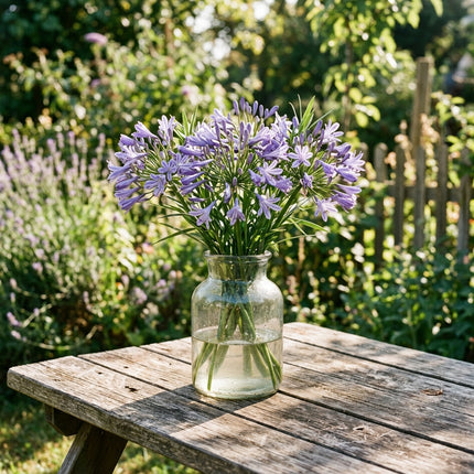 Fresh 50 Lavender African Lily Seeds for Home Gardening - Beautiful Perennial Flowers, for Garden Borders, Heirloom Floral Blooms