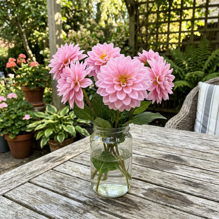 50 Count Waterlily Pink Dahlia Seeds - Stunning Yard Decor, Nature Inspired Landscape, Drought Tolerant