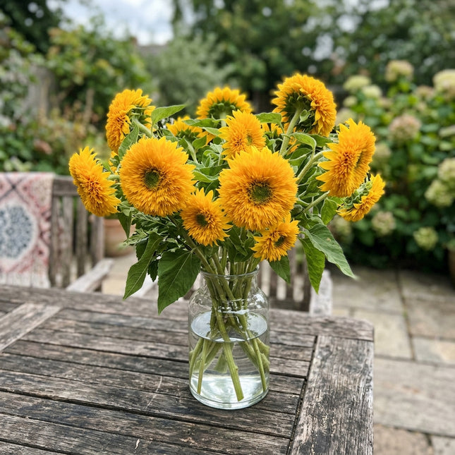 100 Multi Teddy Bear Sunflower Seeds Outdoor Patio Decor - for Garden Borders, Cut Flower Arrangements