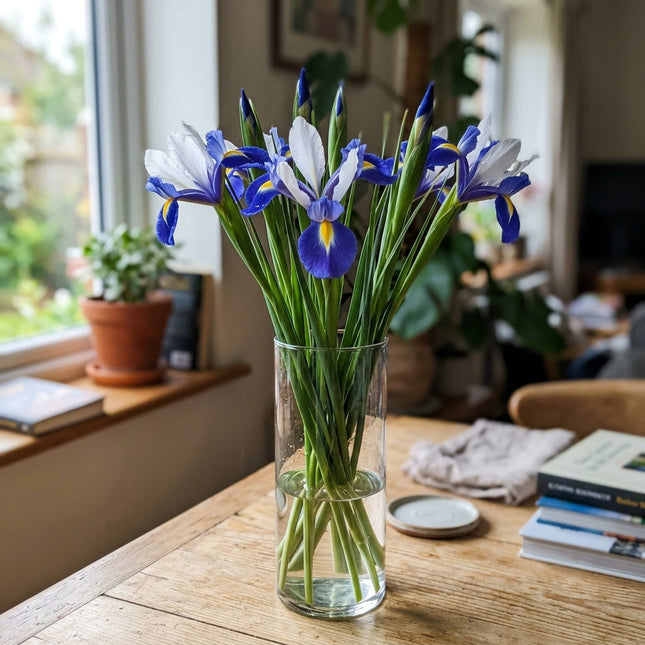 50 Count Bicolor Blue Iris Seeds - Stunning Yard Decor, for Planting, Beautiful Perennial Flowers