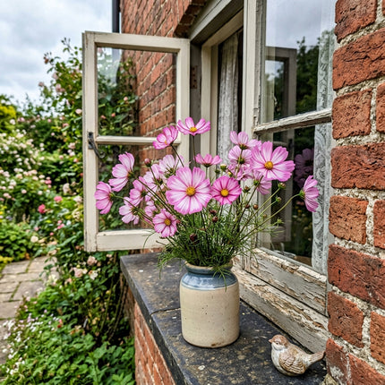 100 Count Bicolor Pink Cosmos Seeds - Stunning Yard Decor, Nature Inspired Landscape, Cut Flower Arrangements
