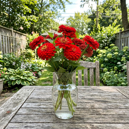 100 Count Scarlet Zinnia Seeds - Stunning Yard Decor, Heirloom Floral Blooms, Cut Flower Arrangements