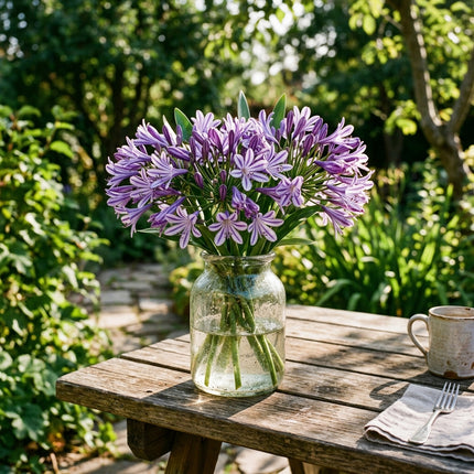 50 Striped Purple African Lily Seeds for Planting - for Garden Borders, Beautiful Perennial Flowers