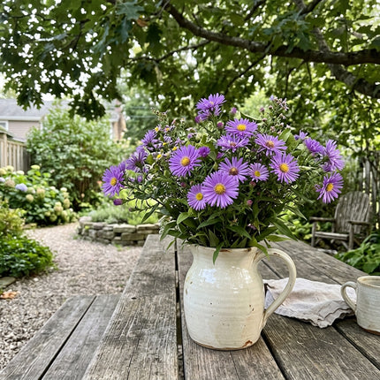 50 Count Purple Aster Seeds - Premium Heirloom Seeds, Outdoor Patio Decor, Beautiful Perennial Flowers