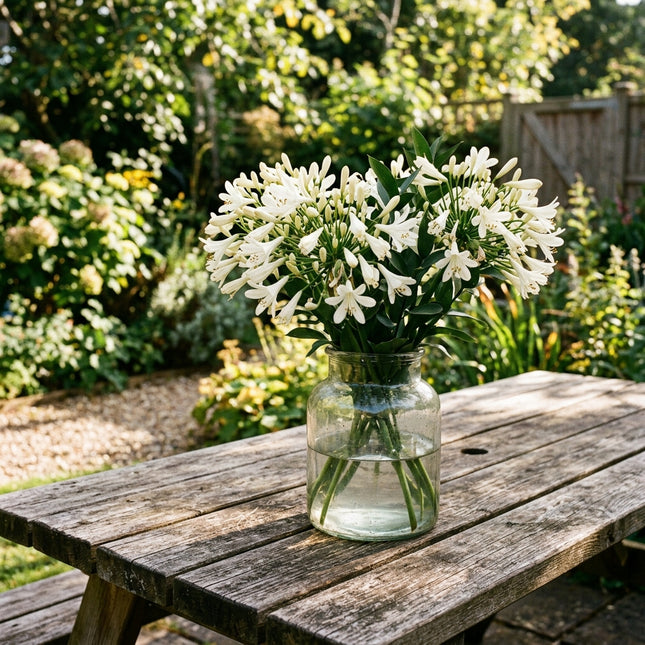 50 Count Cream African Lily Seeds - Long Lasting Patio Blooms, for Home Garden, Fast Growing