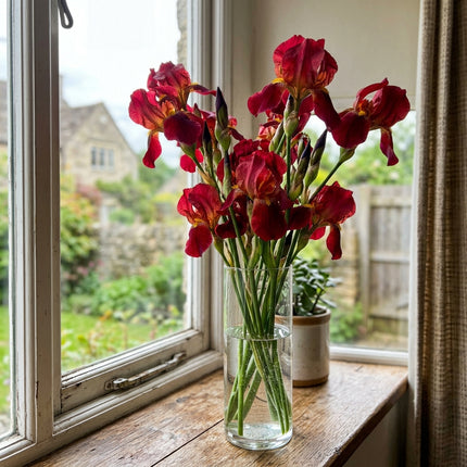 50 Red Iris Seeds Heirloom Floral Blooms - Stunning Yard Decor, Vibrant Floral Display