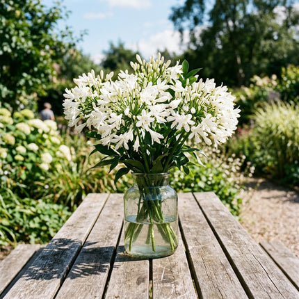 Exquisite 50 African Lily Flower Seeds, White Giant - Beautiful Perennial Flowers, Easy to Grow, Stunning Yard Decor