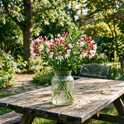 50 Count Bicolor Red African Lily Seeds - Long Lasting Patio Blooms, for Home Garden, Beautiful Perennial Flowers