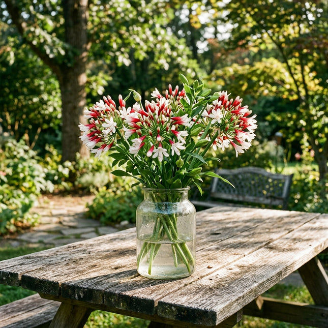 50 Count Bicolor Red African Lily Seeds - Long Lasting Patio Blooms, for Home Garden, Beautiful Perennial Flowers