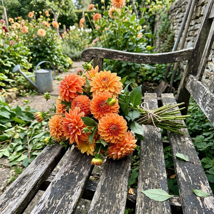 50 Orange Dahlia Seeds Heirloom Floral Blooms - Long Lasting Patio Blooms, Beautiful Perennial Flowers