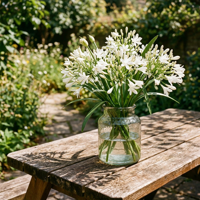 Fresh 50 White African Lily Seeds for Home Gardening - Vibrant Floral Display, Beginner Friendly Planting, for Home Garden