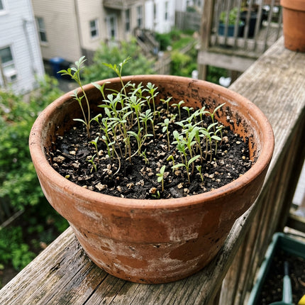 100 Chocolate Cosmos Seeds for Planting - Premium Heirloom Chocolate Cosmos Seeds for Home Garden Blooms