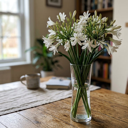 50 Dwarf White African Lily Seeds for Home Garden - Stunning Yard Decor, Fast Growing