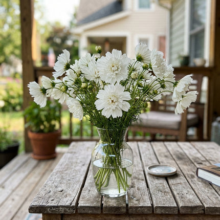 Lush 100 Cosmos Flower Seeds, Double White - Cut Flower Arrangements, Outdoor Patio Decor, Long Lasting Patio Blooms