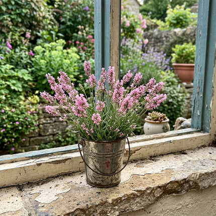 1200 Pink Lavender Seeds Nature Inspired Landscape - Beginner Friendly Planting, Cut Flower Arrangements