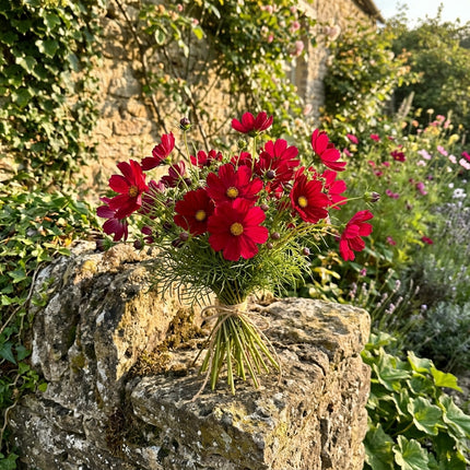 100 Crimson Cosmos Seeds Heirloom Floral Blooms - Beginner Friendly Planting, Cut Flower Arrangements