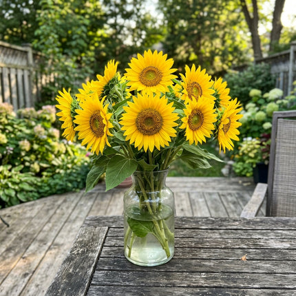 100 Classic Yellow Sunflower Seeds Heirloom Floral Blooms - Long Lasting Patio Blooms, Fast Growing