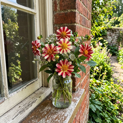 Vibrant 50 Dahlia Flower Seeds, Star Striped - Drought Tolerant, Nature Inspired Landscape, Premium Heirloom Seeds