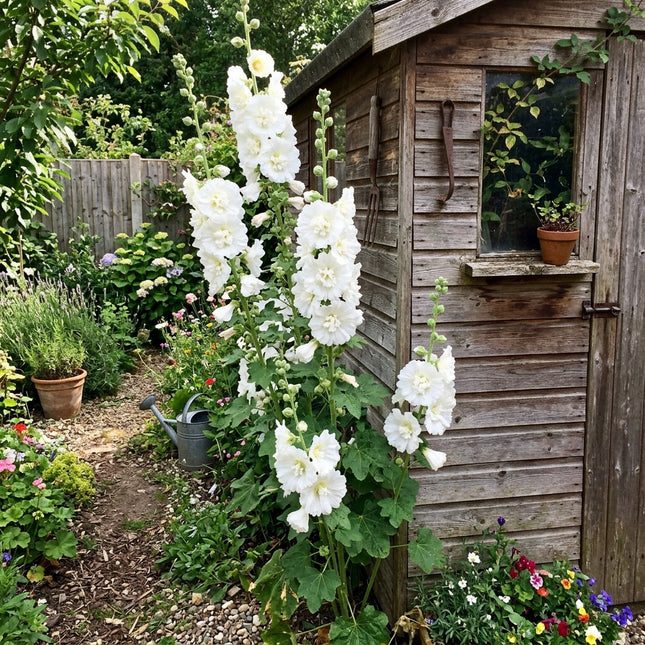 Beautiful 100 Hollyhock Flower Seeds, Double White - Vibrant Floral Display, Easy to Grow, Stunning Yard Decor