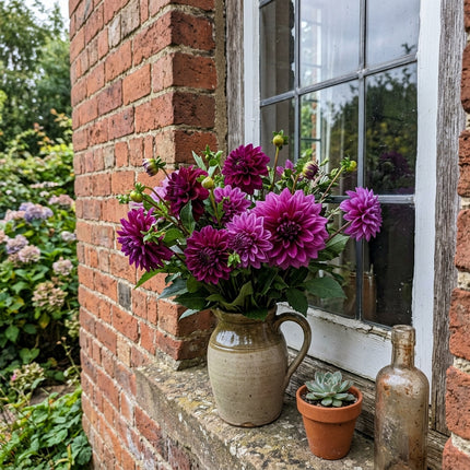50 Count Peony Purple Dahlia Seeds - Premium Heirloom Seeds, Heirloom Floral Blooms, Beautiful Perennial Flowers