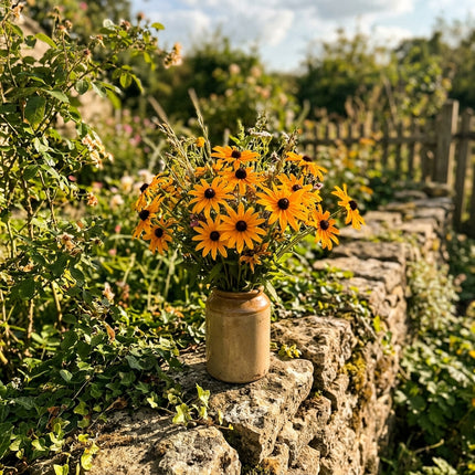 300 Count Orange Black Eyed Susan Seeds - Stunning Yard Decor, Heirloom Floral Blooms, Fast Growing