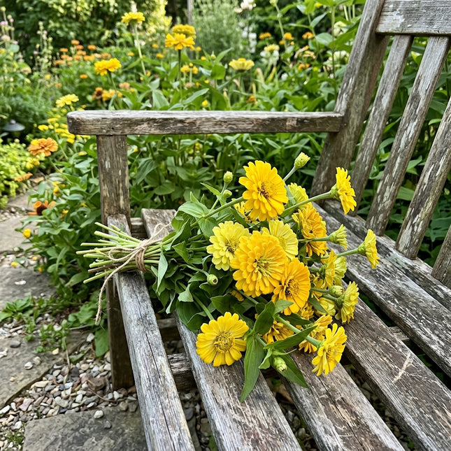 100 Cactus Yellow Zinnia Seeds Easy to Grow - Premium Heirloom Seeds, Cut Flower Arrangements