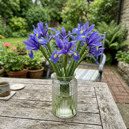 Fresh 50 Blue Iris Seeds for Home Gardening - Drought Tolerant, Premium Heirloom Seeds, for Planting