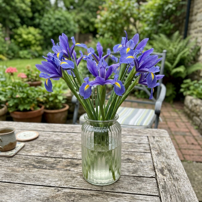 Fresh 50 Blue Iris Seeds for Home Gardening - Drought Tolerant, Premium Heirloom Seeds, for Planting
