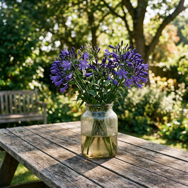 Magnificent 50 African Lily Flower Seeds, Deep Purple - Fast Growing, Nature Inspired Landscape, Long Lasting Patio Blooms