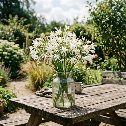50 Dwarf White African Lily Seeds for Home Garden - Stunning Yard Decor, Fast Growing