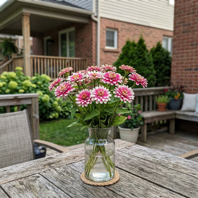 100 Bicolor Pink Zinnia Seeds Easy to Grow - Long Lasting Patio Blooms, Cut Flower Arrangements