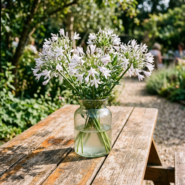50 Silver African Lily Seeds Nature Inspired Landscape - Long Lasting Patio Blooms, Fast Growing