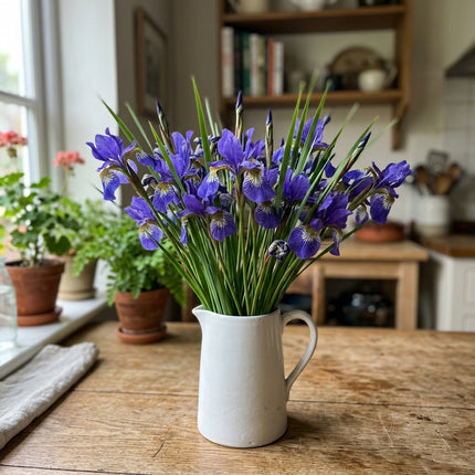 Spectacular 50 Iris Flower Seeds, Siberian Blue - Fast Growing, Easy to Grow, for Garden Borders