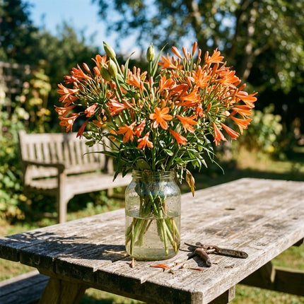 Fresh 50 Orange African Lily Seeds for Home Gardening - Vibrant Floral Display, Premium Heirloom Seeds, for Home Garden