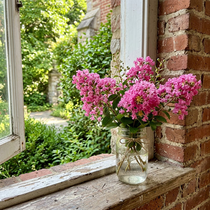 100 Pink Crape Myrtle Seeds for Home Garden - for Garden Borders, Beautiful Perennial Flowers