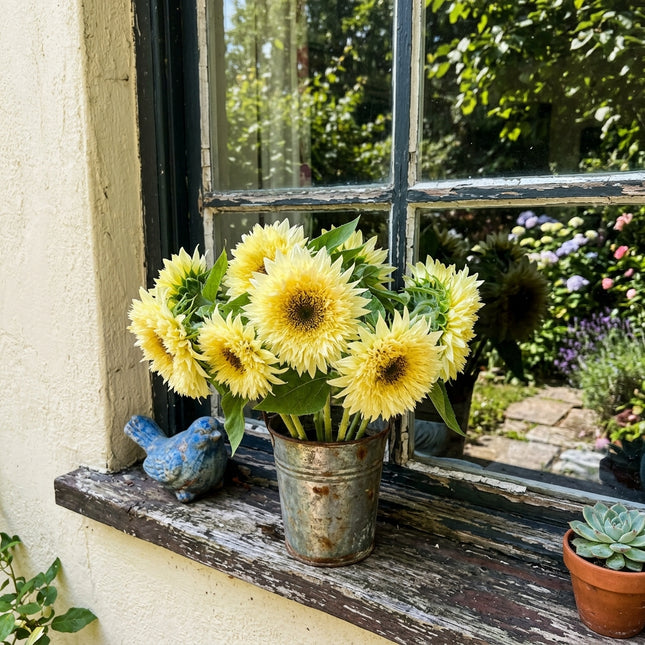 100 Pale Yellow Teddy Bear Sunflower Seeds Heirloom Floral Blooms - Beginner Friendly Planting, Vibrant Floral Display