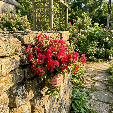 100 Count Watermelon Red Crape Myrtle Seeds - Stunning Yard Decor, Heirloom Floral Blooms, Cut Flower Arrangements